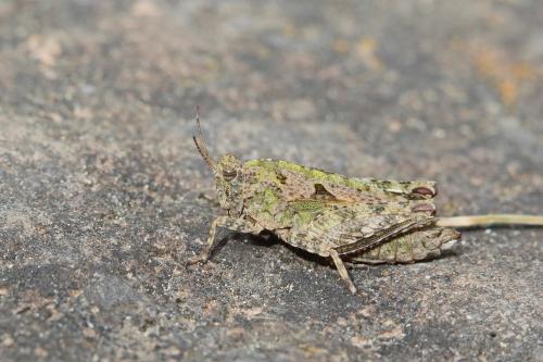 Réf. 205 605 : Tetrix tenuicornis